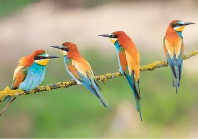 Brightly colored birds resting on a tree